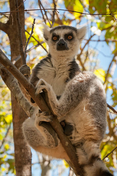 lémure-de-cauda-anelada (lémur catta), de madagáscar - ring tailed lemur lemur madagasy culture tree imagens e fotografias de stock