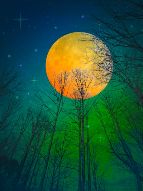 istock Full Moon, Tree Silhouettes, Starry Sky, Winter Night 1872065171