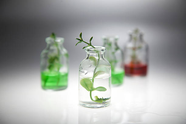 istock Bottle with  green branch on a gray background 187206575