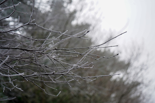 Close up of ice and frost covered twigs and branches
