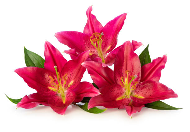 istock Three beautiful red Lilies (Lilium, Liliaceae) isolated on white background, including clipping path without shade. 1872079863