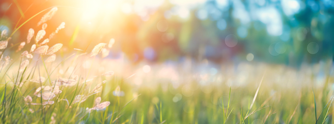 panorama of natural grass and plants background at sunset, blurred bokeh