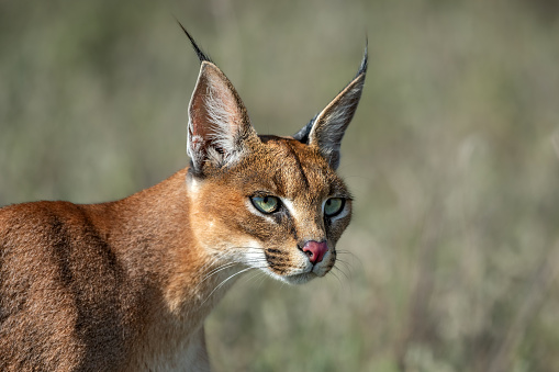 Close-up portrait of a wild caracal from Ngorongoro crater, Tanzania