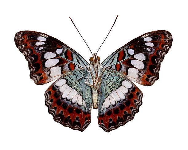 istock Common Commander Butterfly lower wing in natural color isolated 187210245