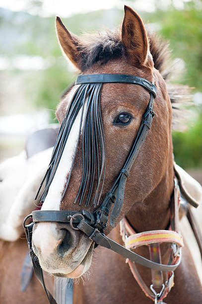 istock beautiful horse 187210275
