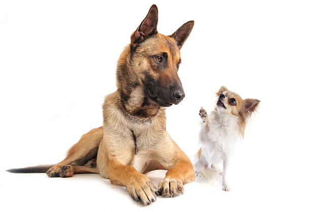 istock malinois and chihuahua 187210498