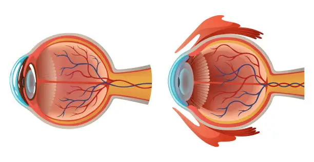 Vector illustration of Human eye anatomy infographics with inside structure realistic vector poster illustration