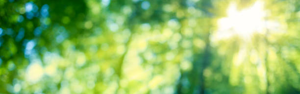 istock green forest blur bokeh banner 1872114440