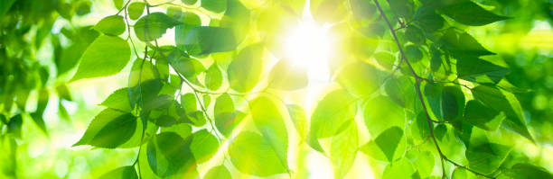 sunshine leaves banner