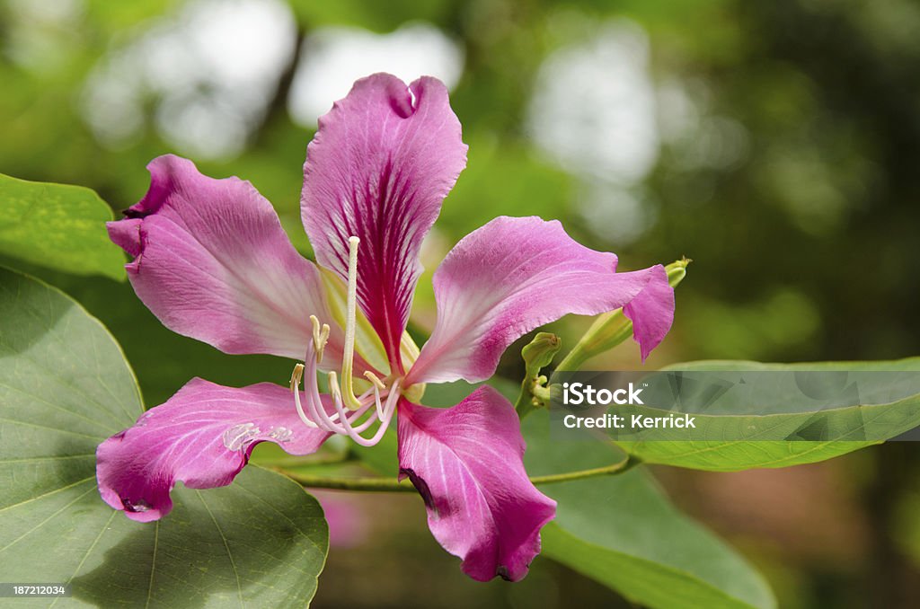 Bauhinia variegata Baum Blüte in Bali, Indonesien - Lizenzfrei Asien Stock-Foto