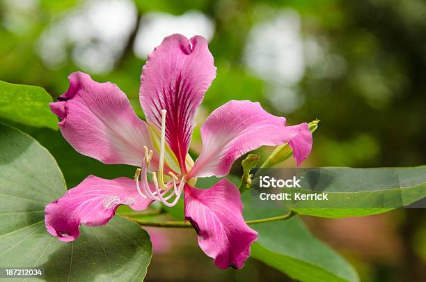 Bauhinia Variegata Baum Blüte In Bali Indonesien Stockfoto und mehr Bilder von Asien - Asien, Bali, Baum