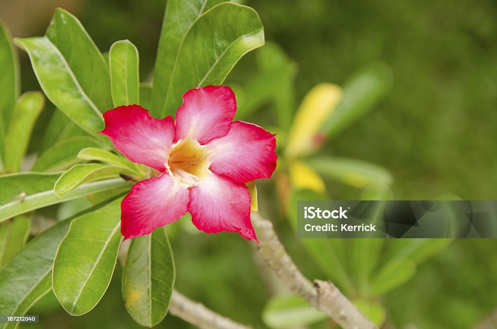 Blossom of Adenium obesum - Lizenzfrei Adenium Obesum Stock-Foto