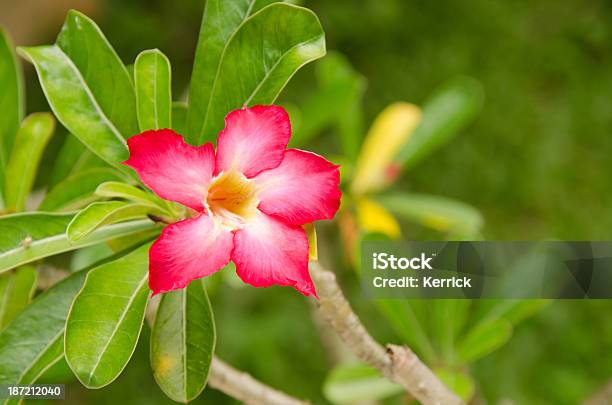 Blossom Of Adenium Obesum Stockfoto und mehr Bilder von Adenium Obesum - Adenium Obesum, Asien, Bali