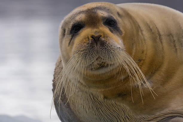 istock Bartrobbe, bearded seal (Erignathus barbatus) - Svalbard, Norway,  Portrait 187213005