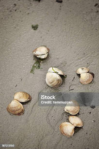 Моллюск — стоковые фотографии и другие картинки Съедобный моллюск - животное - Съедобный моллюск - животное, Ванкувер - Канада, Канада