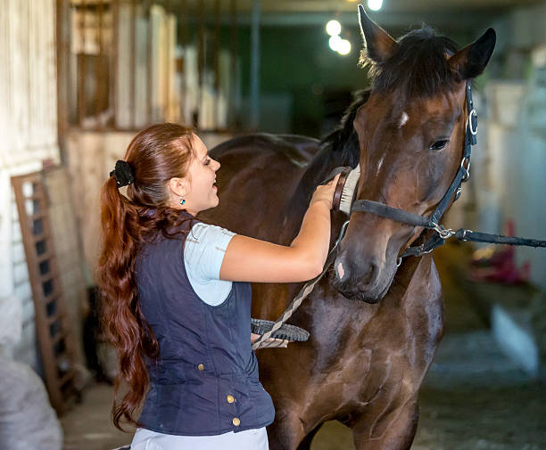 Taking care of horse