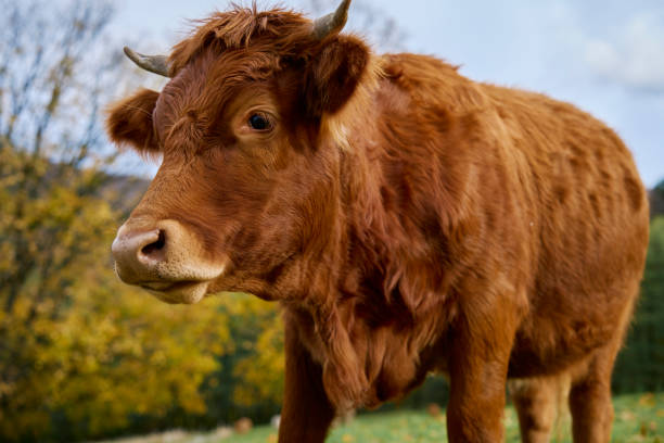 istock Brown cow grazing on field with green grass 1872151800