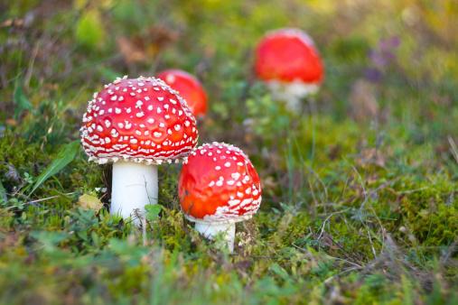 Poison Mushroom - Amanita muscaria