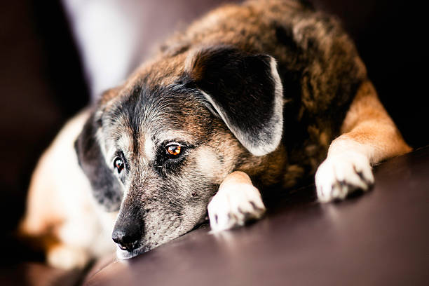 istock Elderly Dog Laying on Couch Looking Sad 187217014