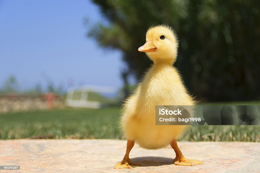 Baby duck Baby duck walking Duckling Stock Photo