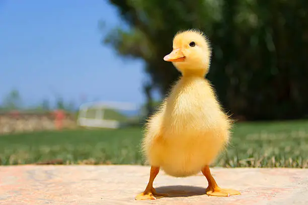 Baby duck walking