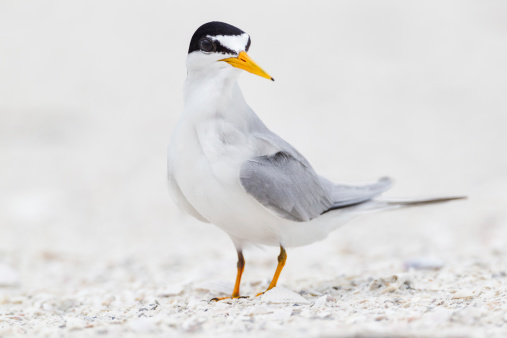 Least Tern  