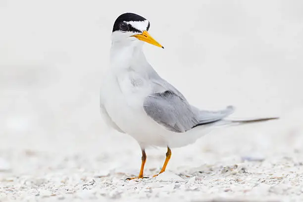 Photo of Least Tern