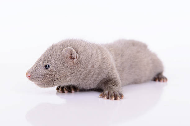 istock gray animal mink 187217759