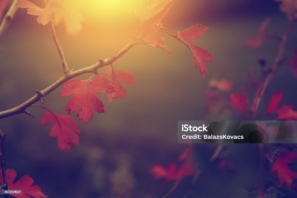 Vintage photo of autumn листья - Стоковые фото Без людей роялти-фри