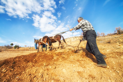 Karaman, Türkiye. July 2, 2015: A farmer is trying to plow the field with his horses..