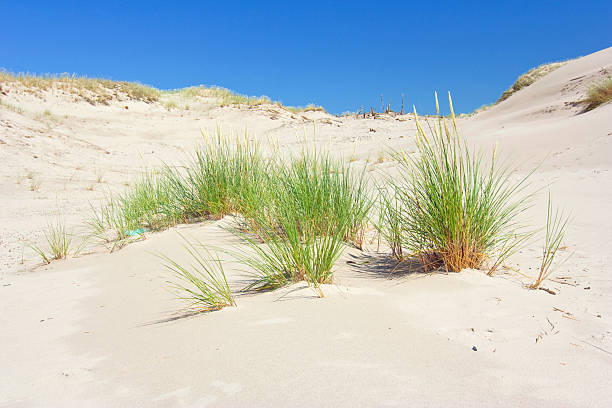 istock dunes in a  Slowinski National Park, Poland 187219295