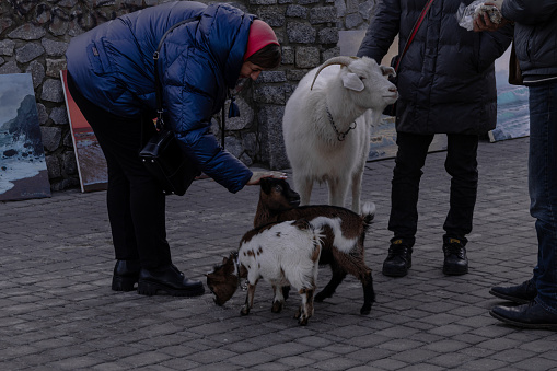 Kyiv, Ukraine - December 20, 2023: two men walk with kids and a big goat on Podil in the center of Kyiv. people approach and feed
