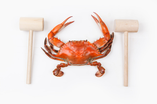 Steamed Blue Crab with mallets on white background, one of the symbols of Maryland State and Ocean City, MD.