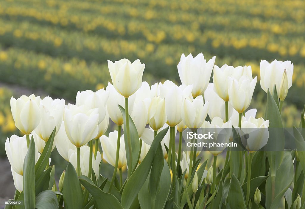 Zbliżenie Tulipan białe kwiaty - Zbiór zdjęć royalty-free (Bez ludzi)