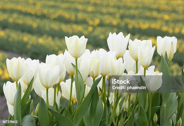 Closeup De Flores De Tulipa Branca - Fotografias de stock e mais imagens de Agricultura - Agricultura, Ao Ar Livre, Beleza