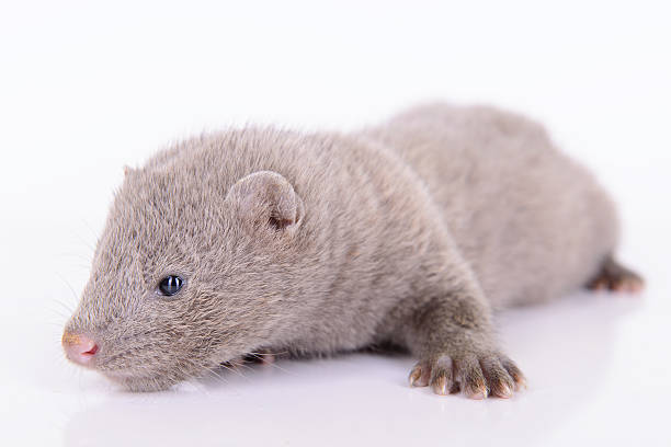 istock gray animal mink 187219642