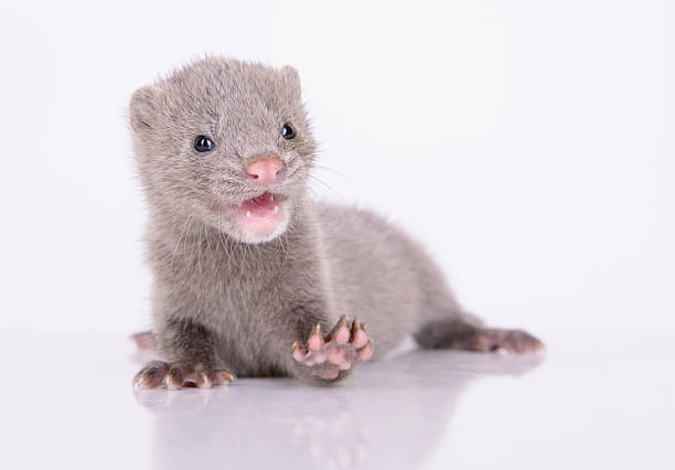 istock gray animal mink 187219758