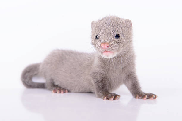 istock gray animal mink 187219853