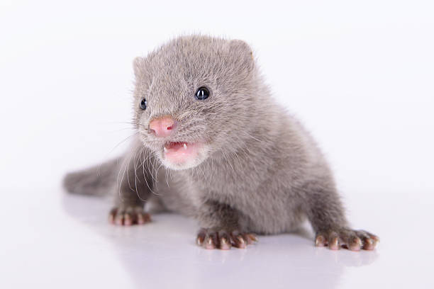 istock gray animal mink 187219858