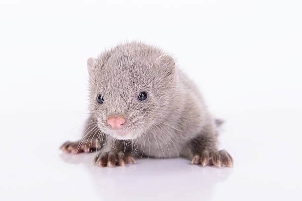 gray animal mink