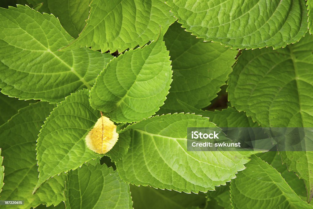 Green hydrangea leaves . Green hydrangea leaves as background. Backgrounds Stock Photo