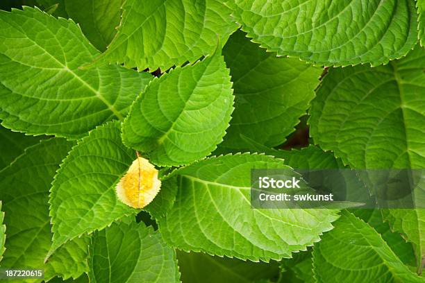 Green Hydrangea Leaves Stock Photo - Download Image Now - Backgrounds, Colored Background, Flower