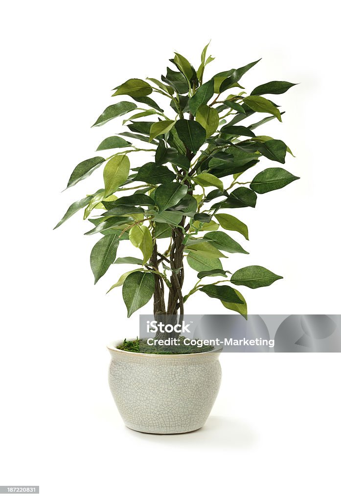 Artificial Tree Studio image of a miniature artificial tree in a pot. Concept image for interior design or office furniture use against a white background. Copy space. Cut Out Stock Photo