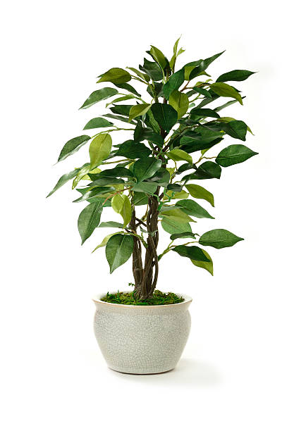 Artificial Tree Studio image of a miniature artificial tree in a pot. Concept image for interior design or office furniture use against a white background. Copy space. trunk furniture photos stock pictures, royalty-free photos & images