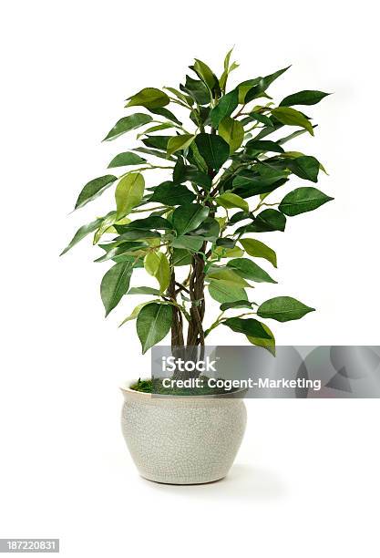Artificial Tree Stock Photo - Download Image Now - Cut Out, White Background, Plant