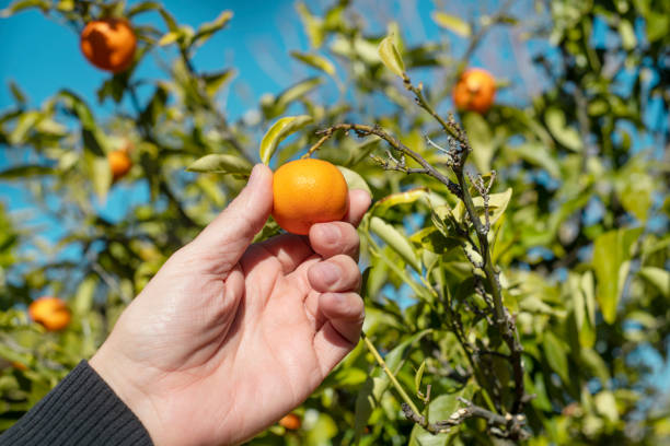 istock man collecting some tangerines in an orchard 1872219659