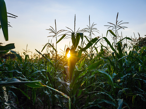 Corn plant in corn field at sunset