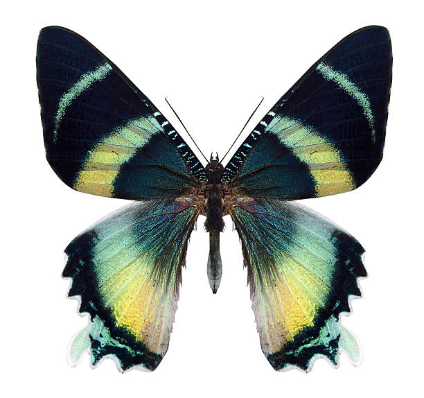 istock beautiful butterfly isolated on white 187222433