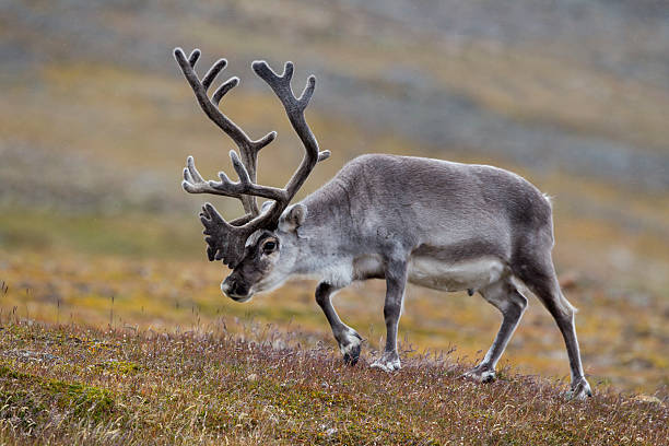 istock Svalbard reindeer walking through a field 187222505