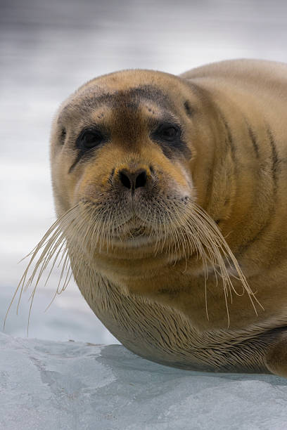 istock Bartrobbe, bearded seal (Erignathus barbatus) - Svalbard, Norway, Portrait 187222679